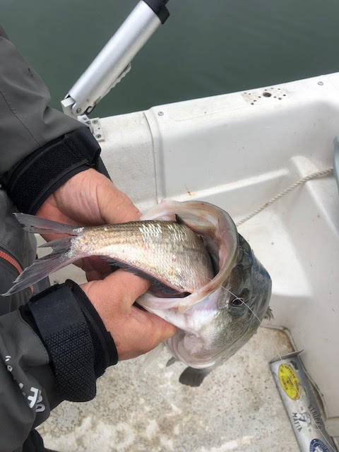 Fishing charters for striped bass at Smith Mountain Lake