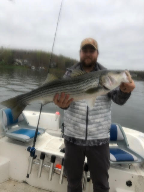 Book with Captain Bert at SML for Striper Fishing