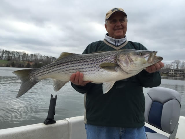 How to Catch stripers at Smith Mountain lake VA